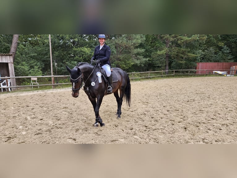 Hannoveraner Stute 9 Jahre 168 cm Dunkelbrauner in Gnarrenburg