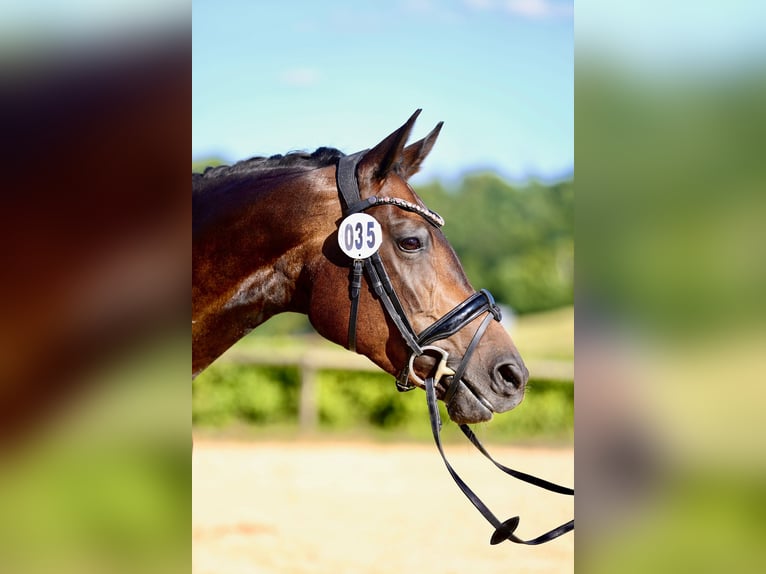Hannoveraner Stute 9 Jahre 168 cm Dunkelbrauner in Hohenahr