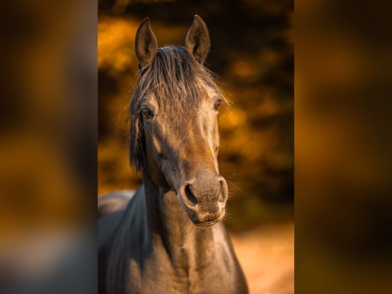 Hannoveraner Stute 9 Jahre 168 cm Dunkelbrauner in Hohenahr