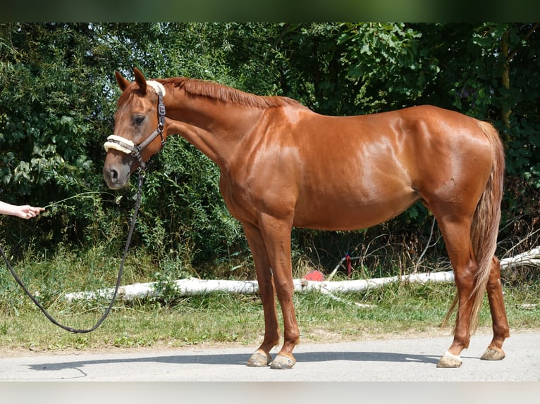 Hannoveraner Stute 9 Jahre 168 cm Fuchs in Langenau