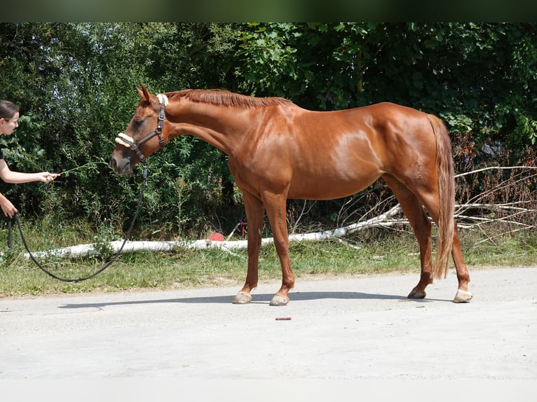 Hannoveraner Stute 9 Jahre 168 cm Fuchs in Langenau