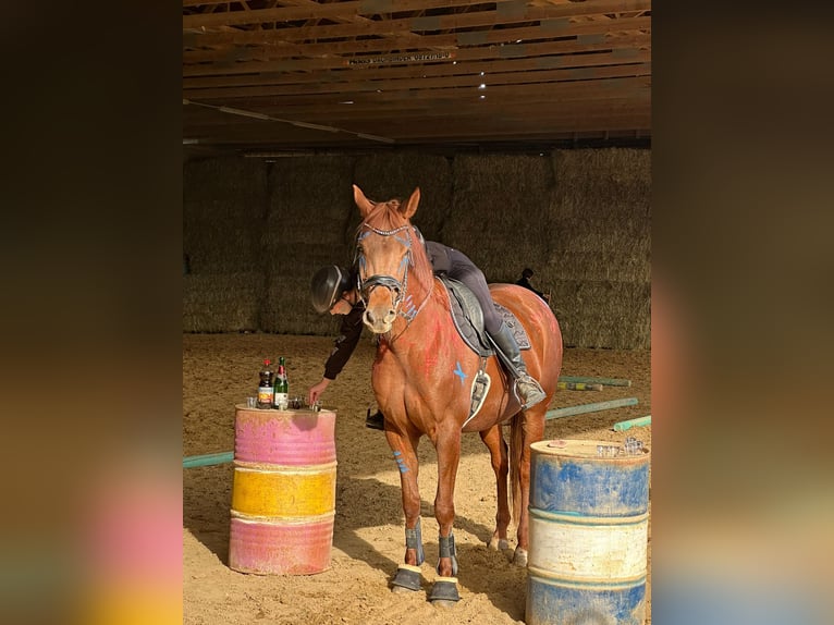 Hannoveraner Stute 9 Jahre 168 cm Fuchs in Langenau