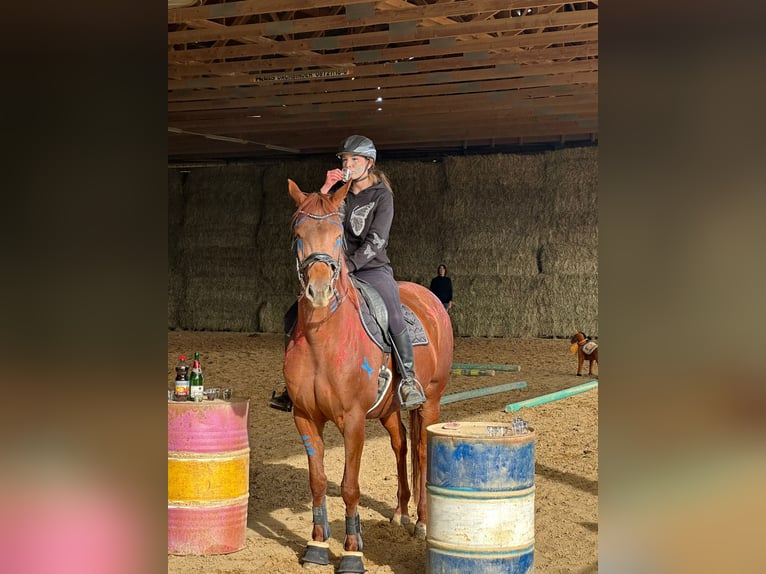 Hannoveraner Stute 9 Jahre 168 cm Fuchs in Langenau