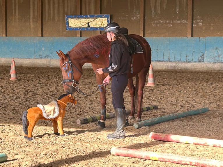 Hannoveraner Stute 9 Jahre 168 cm Fuchs in Langenau