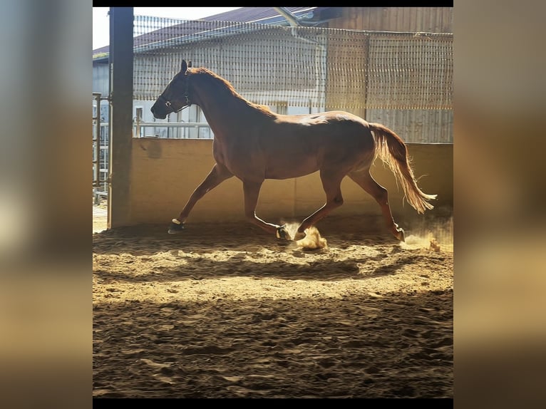 Hannoveraner Stute 9 Jahre 168 cm Fuchs in Langenau
