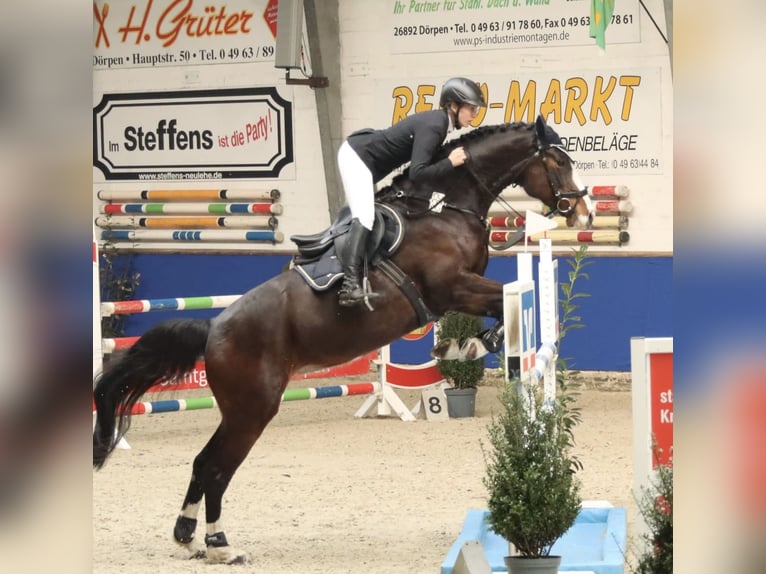 Hannoveraner Stute 9 Jahre 169 cm Dunkelbrauner in D&#xF6;rpenD&#xF6;rpen
