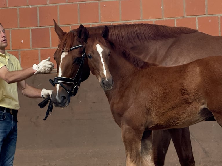 Hannoveraner Stute 9 Jahre 169 cm Fuchs in Langwedel