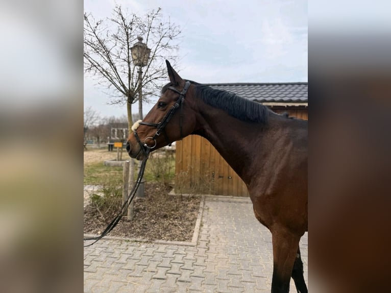 Hannoveraner Stute 9 Jahre 170 cm Brauner in Limburg an der Lahn
