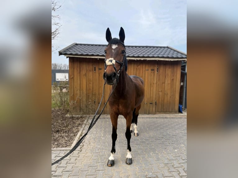 Hannoveraner Stute 9 Jahre 170 cm Brauner in Limburg an der Lahn