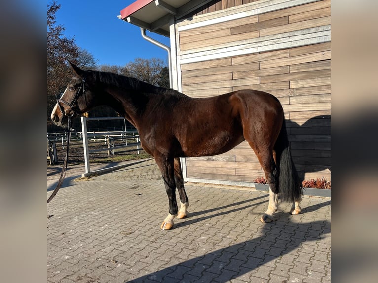 Hannoveraner Stute 9 Jahre 170 cm Dunkelbrauner in Leipzig