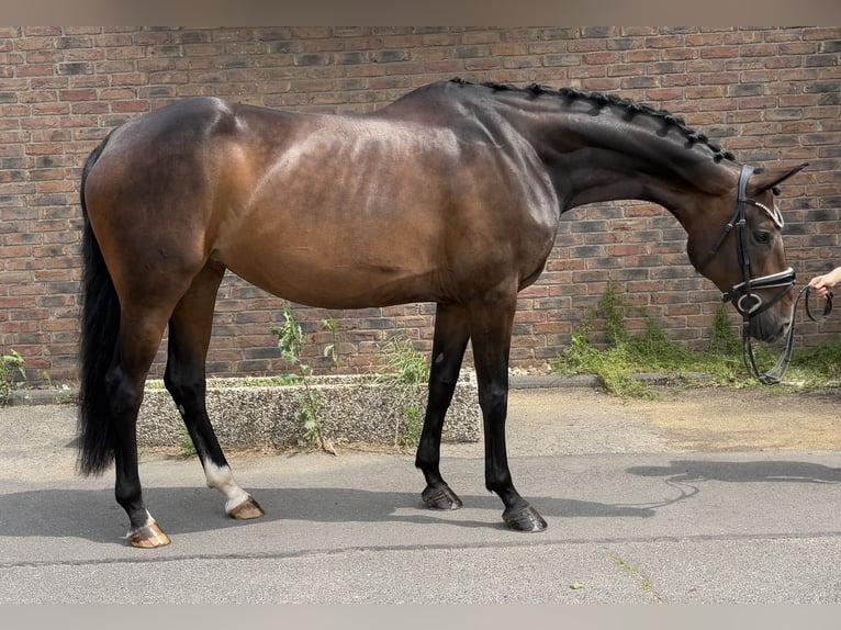 Hannoveraner Stute 9 Jahre 170 cm Dunkelbrauner in Niederkassel