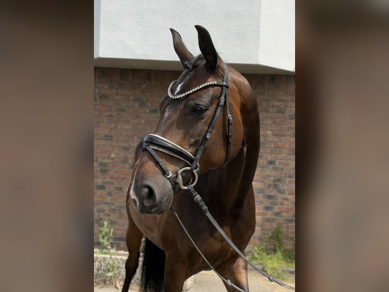 Hannoveraner Stute 9 Jahre 170 cm Dunkelbrauner in Niederkassel