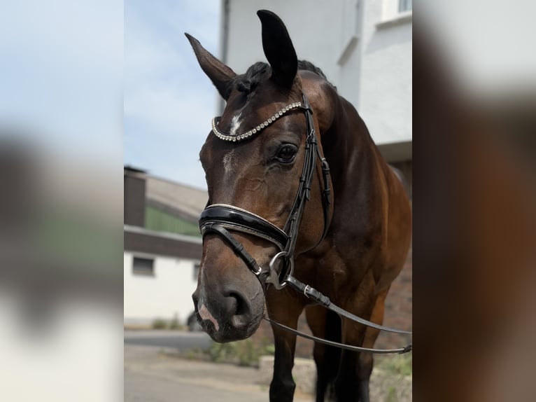 Hannoveraner Stute 9 Jahre 170 cm Dunkelbrauner in Niederkassel
