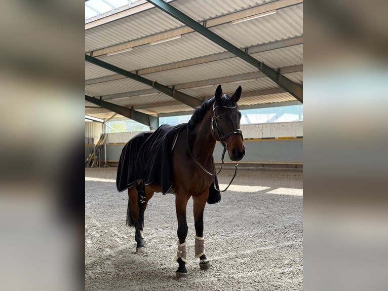 Hannoveraner Stute 9 Jahre 170 cm Dunkelbrauner in Drei Gleichen