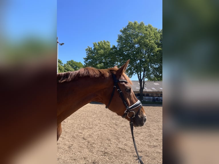 Hannoveraner Stute 9 Jahre 170 cm Fuchs in Westensee