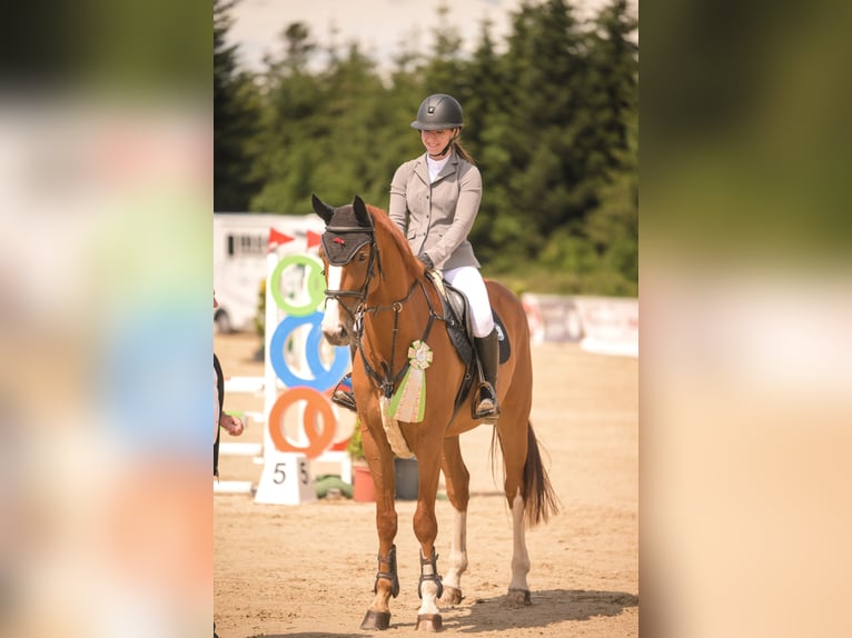 Hannoveraner Stute 9 Jahre 170 cm Fuchs in Grömbach Hannoveraner Stute 9 Jahre 170 cm Fuchs in Grömbach
