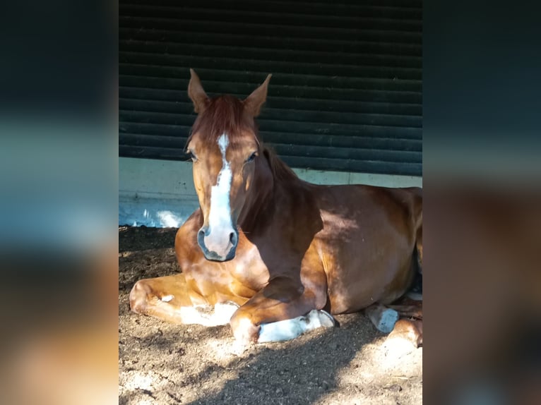 Hannoveraner Stute 9 Jahre 170 cm Fuchs in Hofbieber