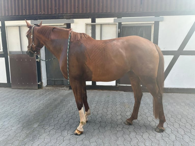 Hannoveraner Stute 9 Jahre 170 cm Fuchs in Hofbieber