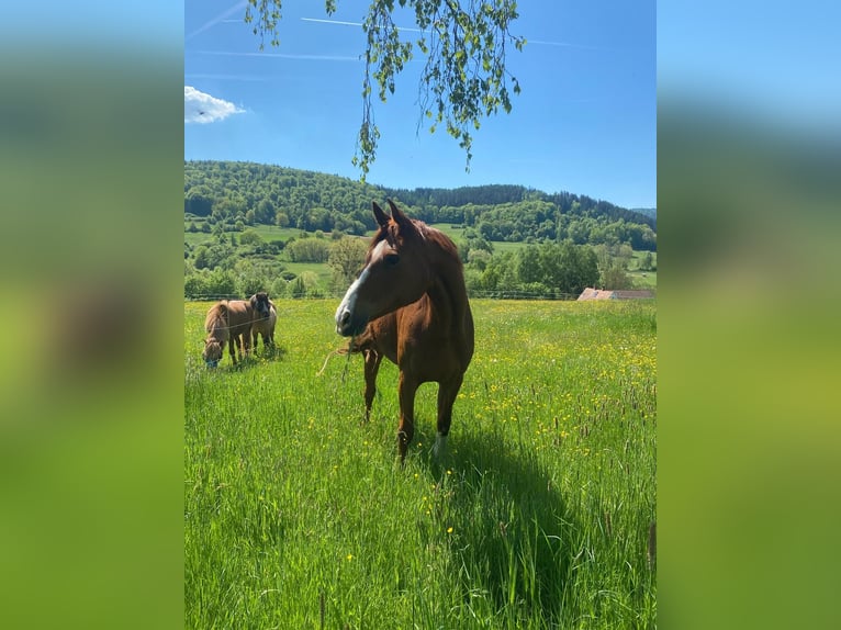 Hannoveraner Stute 9 Jahre 170 cm Fuchs in Hofbieber