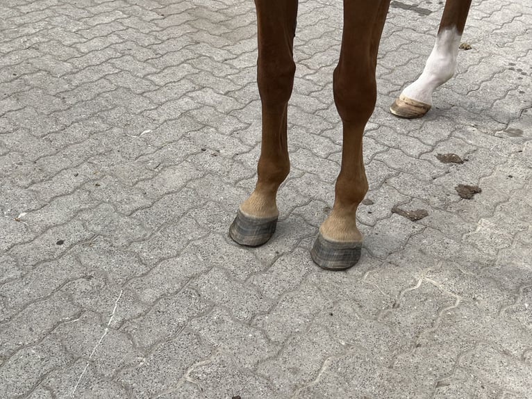 Hannoveraner Stute 9 Jahre 170 cm Fuchs in Sassen-Trantow