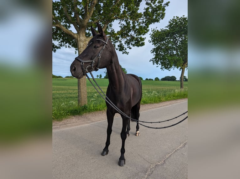 Hannoveraner Stute 9 Jahre 170 cm Rappe in Kaltenhof