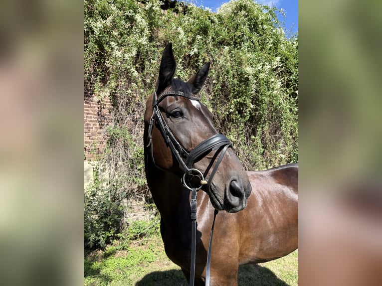Hannoveraner Stute 9 Jahre 172 cm Brauner in Kerpen