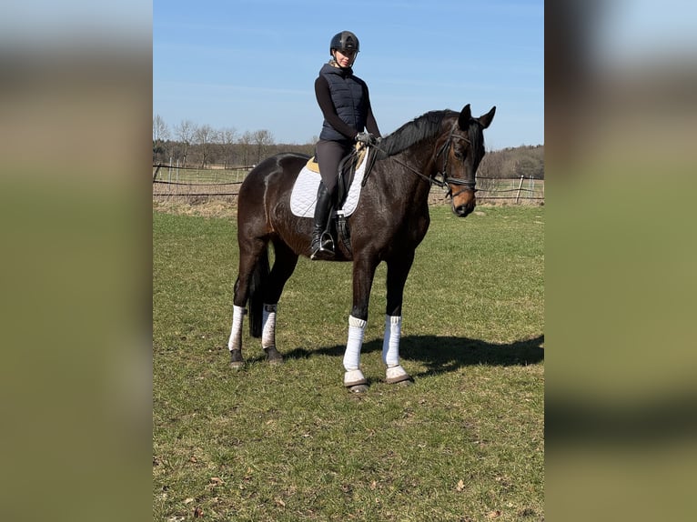 Hannoveraner Stute 9 Jahre 172 cm Brauner in Wenzendorf