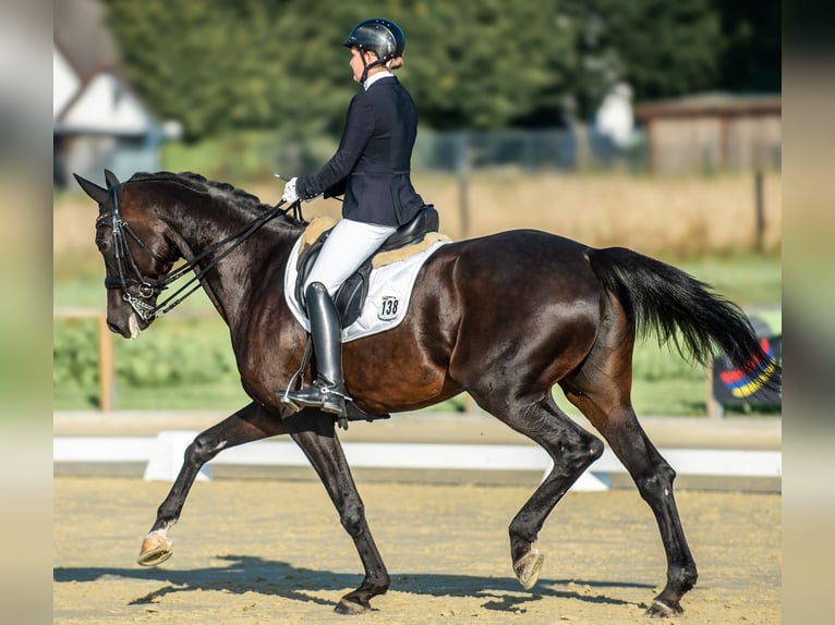 Hannoveraner Stute 9 Jahre 172 cm in L&#xF6;hne