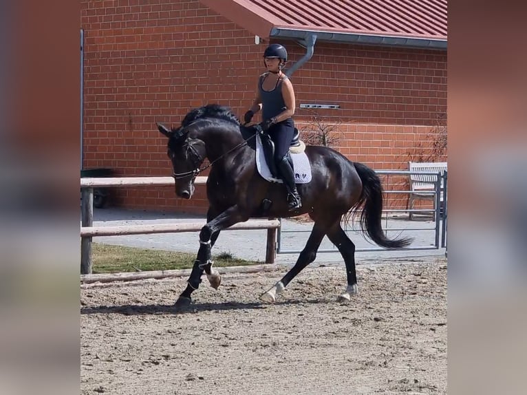 Hannoveraner Stute 9 Jahre 172 cm Dunkelbrauner in Hünxe