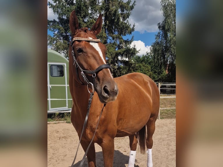 Hannoveraner Stute 9 Jahre 172 cm Fuchs in Gransee