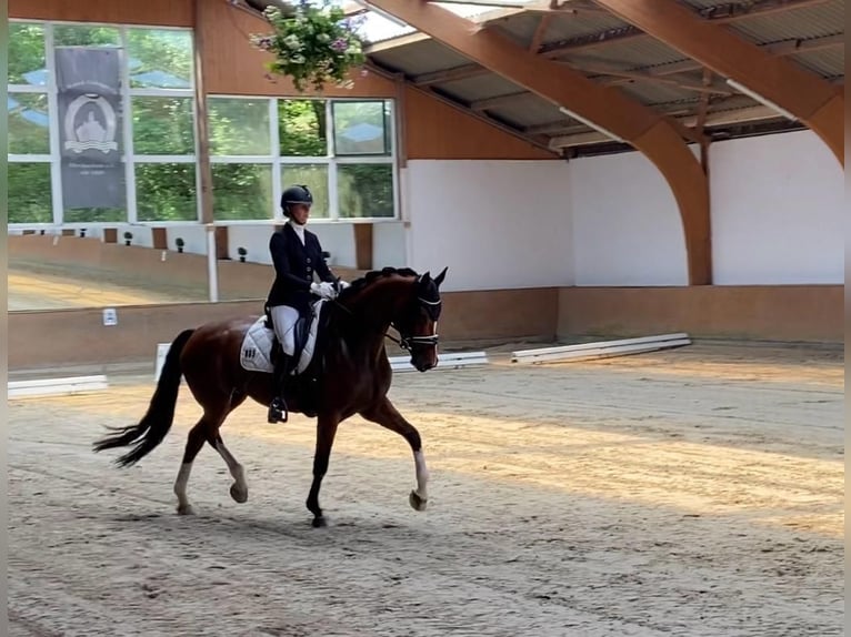 Hannoveraner Stute 9 Jahre 173 cm Brauner in Gro&#xDF;maischeid