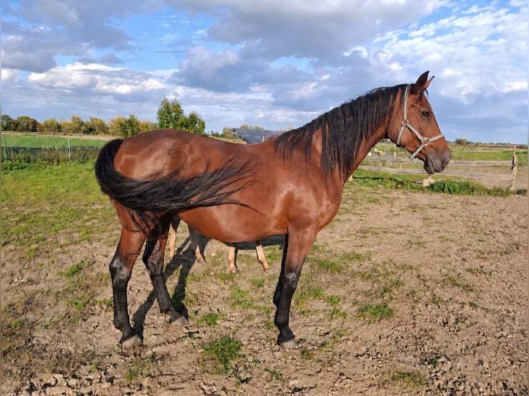 Hannoveraner Stute 9 Jahre 173 cm Brauner in Mirowo