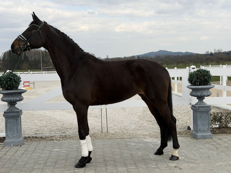 Hannoveraner Stute 9 Jahre 173 cm Dunkelbrauner in Riedlingen