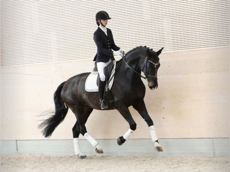 Hannoveraner Stute 9 Jahre 173 cm Schwarzbrauner in Büttstedt