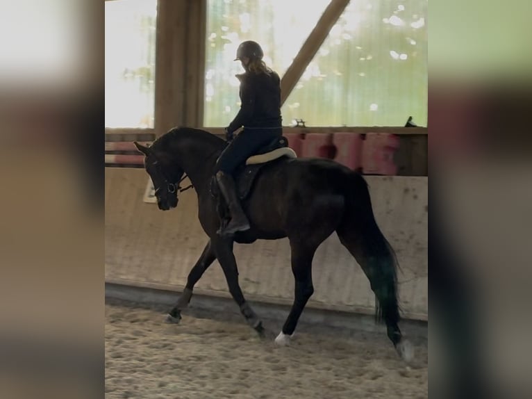 Hannoveraner Stute 9 Jahre 174 cm Dunkelbrauner in Pfaffenhofen Weiler