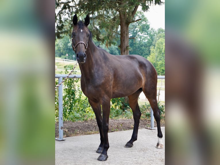 Hannoveraner Stute 9 Jahre 174 cm Dunkelbrauner in Pfaffenhofen Weiler