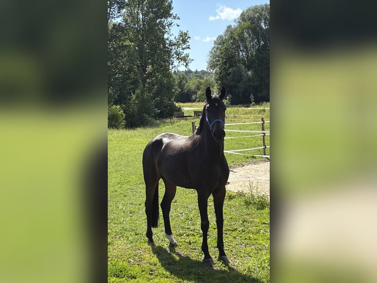 Hannoveraner Stute 9 Jahre 174 cm Dunkelbrauner in Pfaffenhofen Weiler