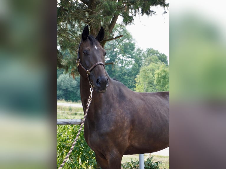 Hannoveraner Stute 9 Jahre 174 cm Dunkelbrauner in Pfaffenhofen Weiler