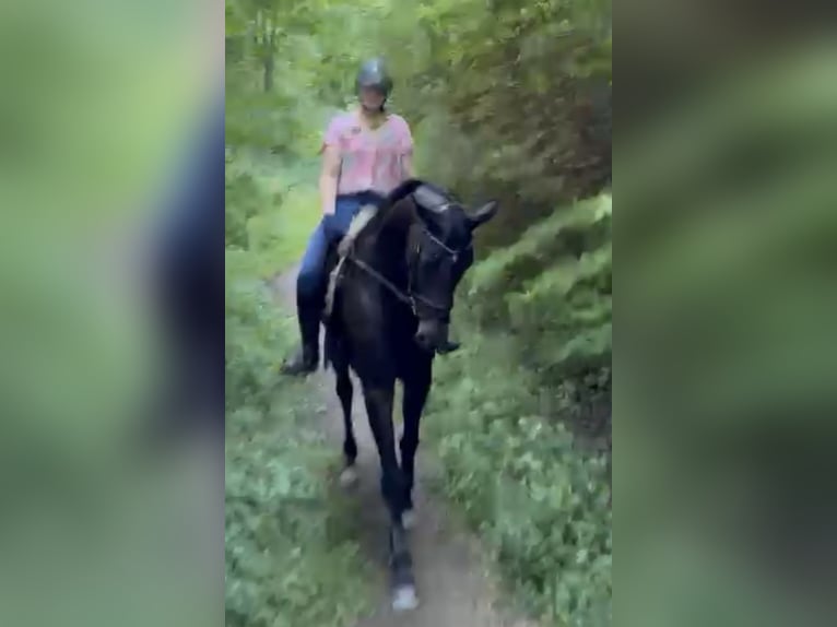 Hannoveraner Stute 9 Jahre 174 cm Dunkelbrauner in Pfaffenhofen Weiler