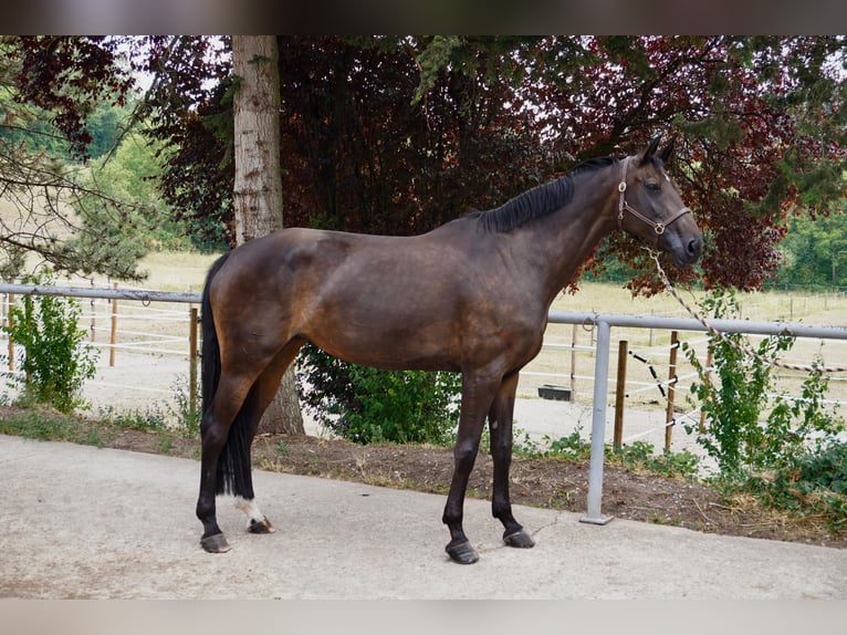 Hannoveraner Stute 9 Jahre 174 cm Dunkelbrauner in Pfaffenhofen Weiler