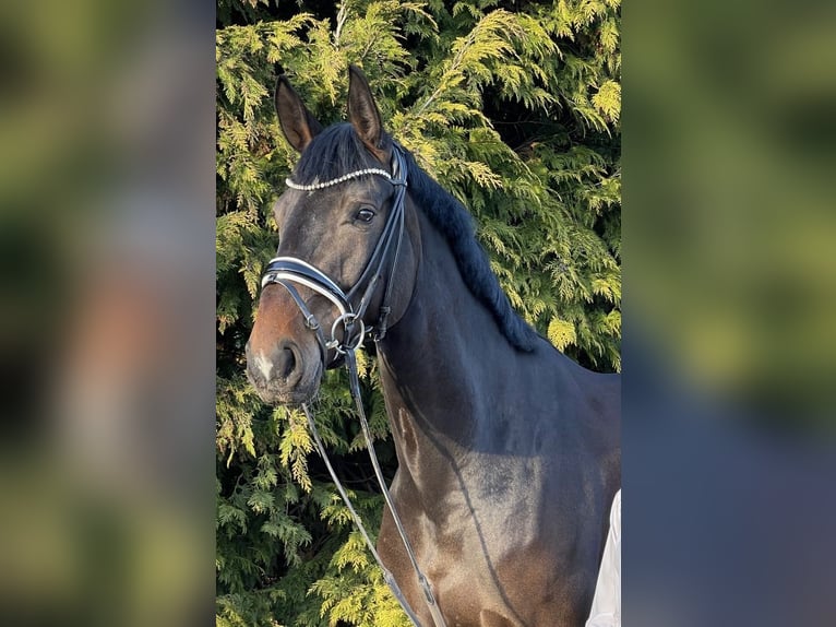 Hannoveraner Stute 9 Jahre 175 cm Dunkelbrauner in Neu Wulmstorf