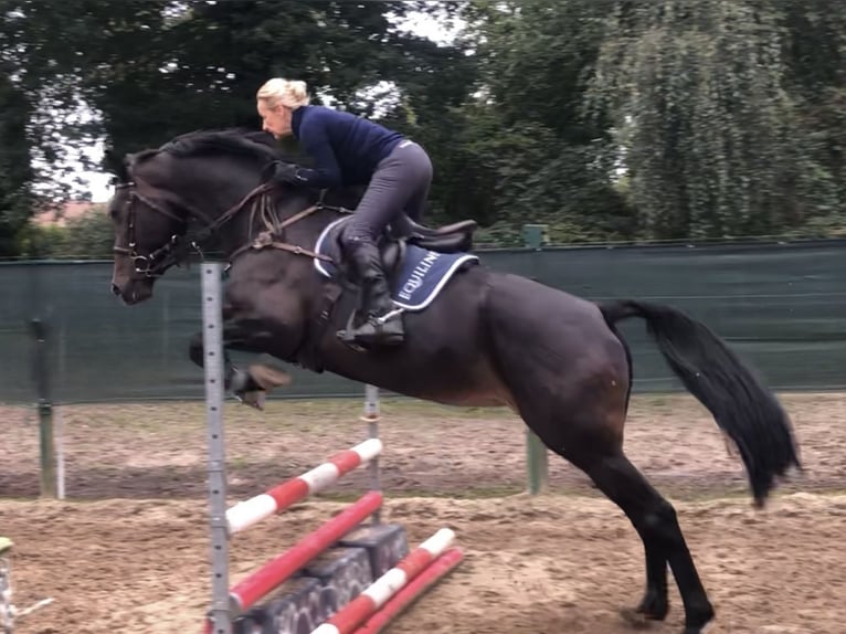 Hannoveraner Stute 9 Jahre 175 cm Dunkelbrauner in Emsb&#xFC;ren