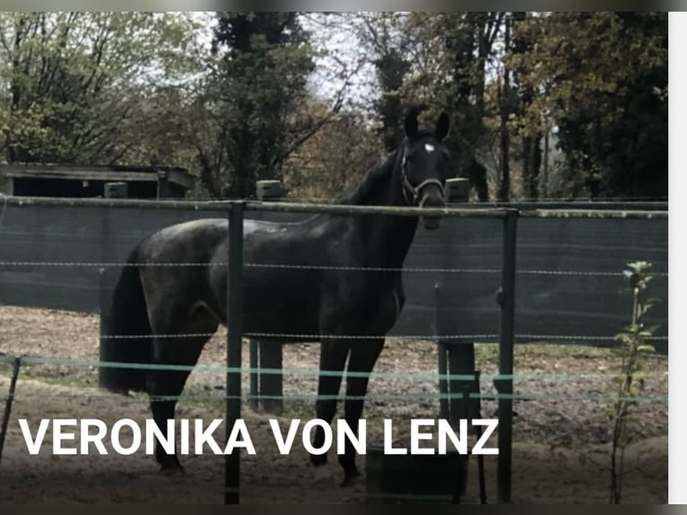Hannoveraner Stute 9 Jahre 175 cm Dunkelbrauner in Emsb&#xFC;ren