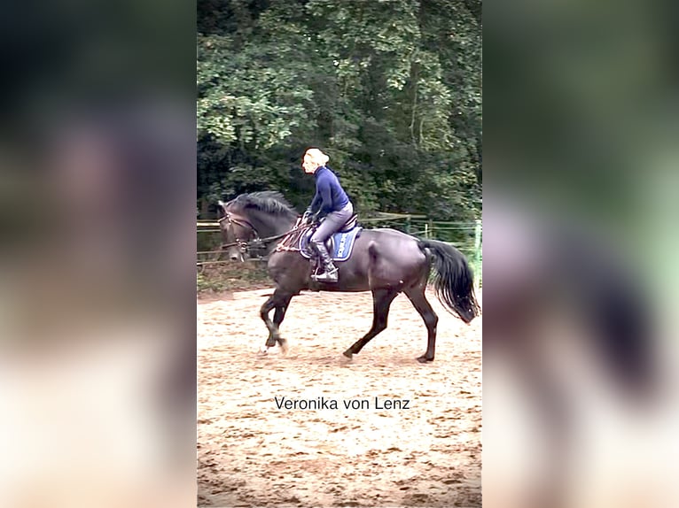 Hannoveraner Stute 9 Jahre 175 cm Dunkelbrauner in Emsb&#xFC;ren