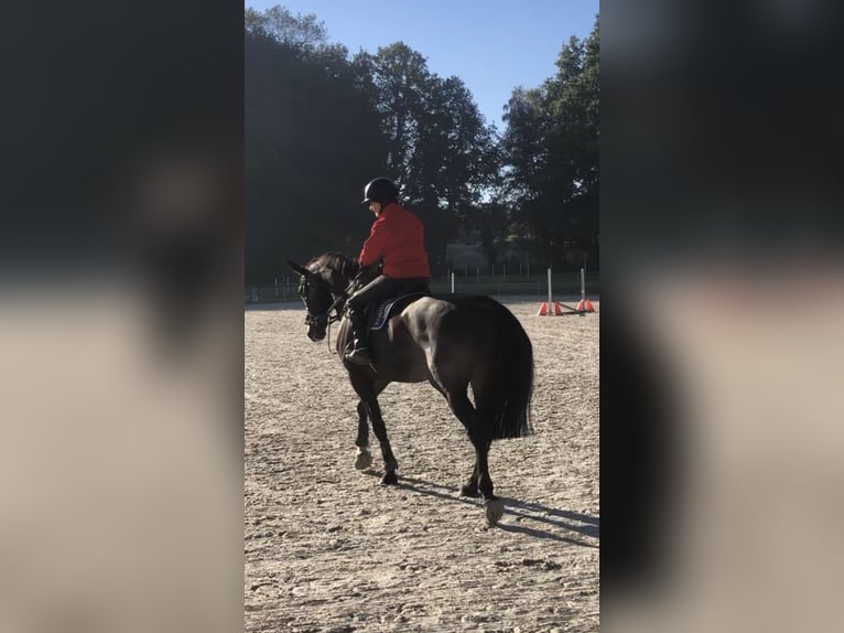 Hannoveraner Stute 9 Jahre 175 cm Dunkelbrauner in Emsb&#xFC;ren