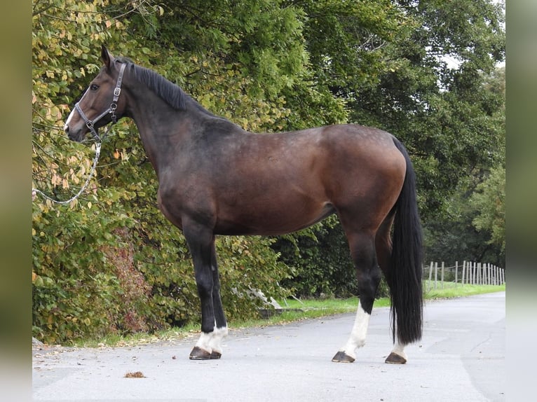 Hannoveraner Stute 9 Jahre 175 cm Dunkelbrauner in Verl
