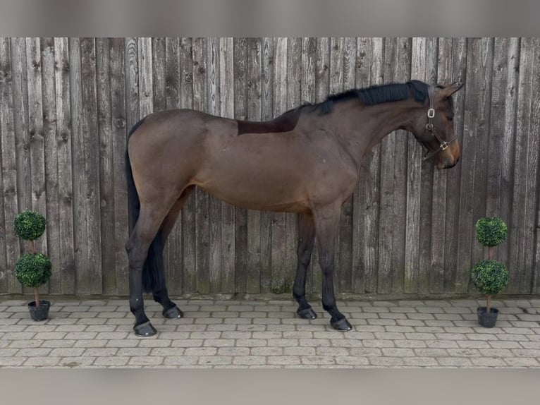 Hannoveraner Stute 9 Jahre 176 cm Brauner in Bornheim