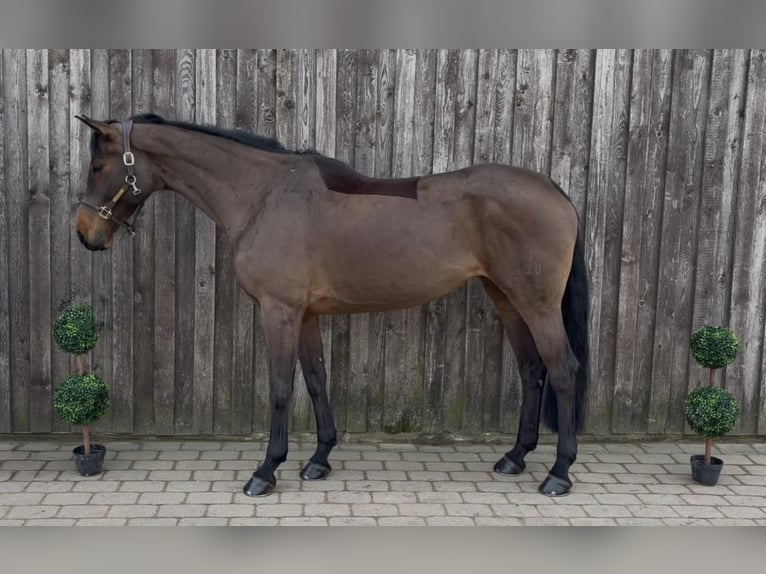 Hannoveraner Stute 9 Jahre 176 cm Brauner in Bornheim