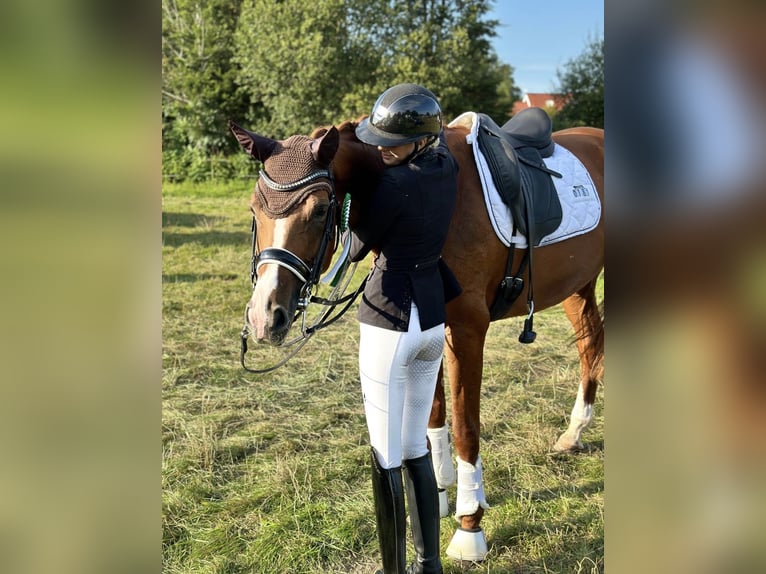 Hannoveraner Stute 9 Jahre 176 cm Fuchs in Ocholt