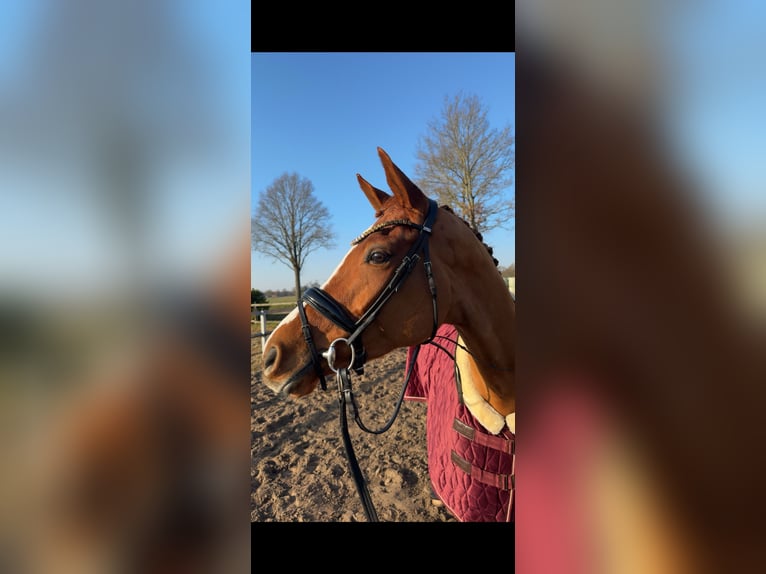 Hannoveraner Stute 9 Jahre 176 cm Fuchs in Ocholt